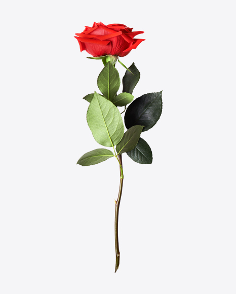 Red Rose PNG