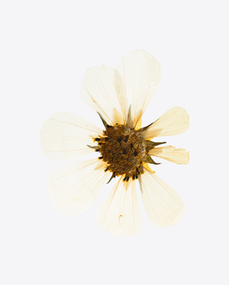 Dried White Flower