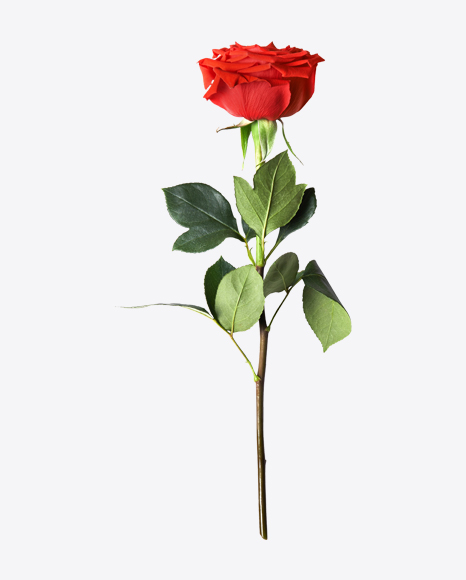 Red Rose PNG