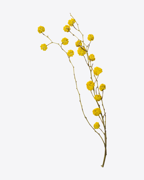 Yellow Acacia Branch