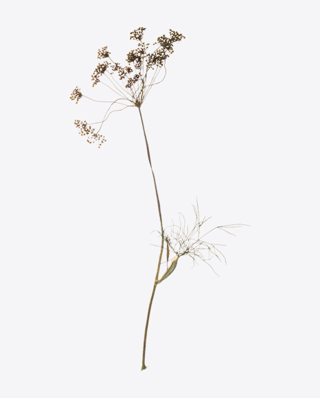 Dried Yarrow Branch
