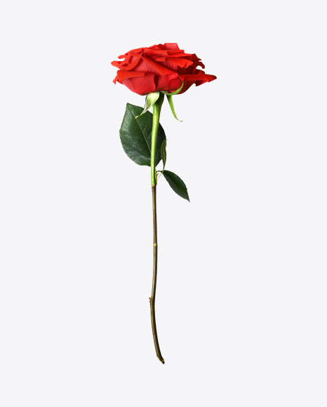 Red Rose PNG
