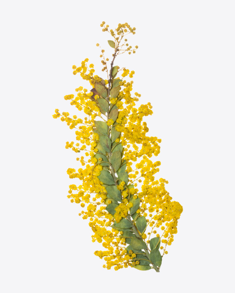 Yellow Acacia Branch