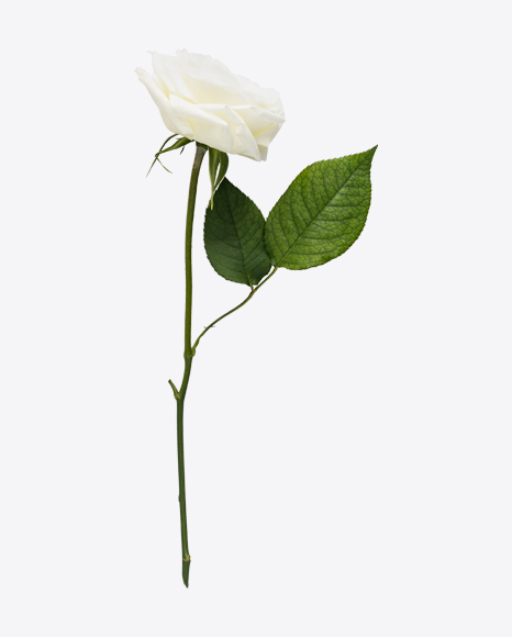 White Rose PNG