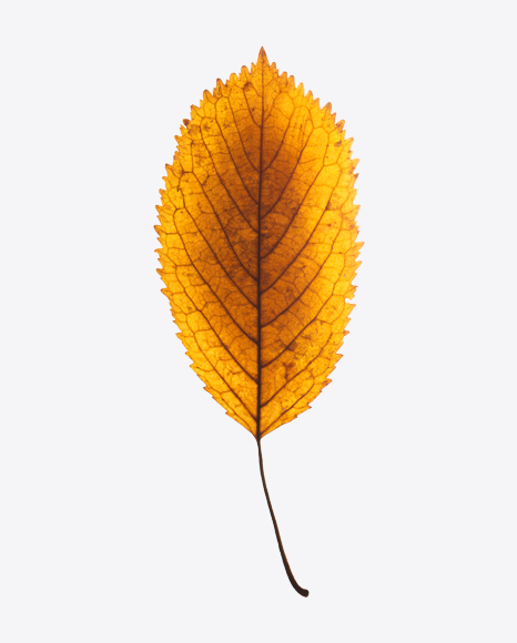 Yellow Dried Aspen Tree Leaf