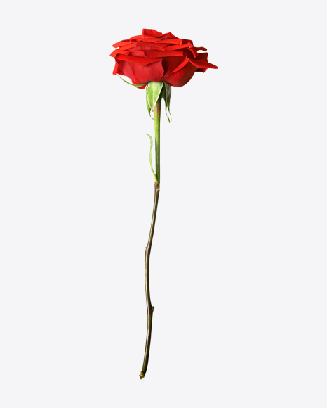 Red Rose PNG