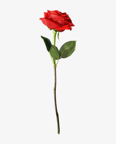 Red Rose PNG