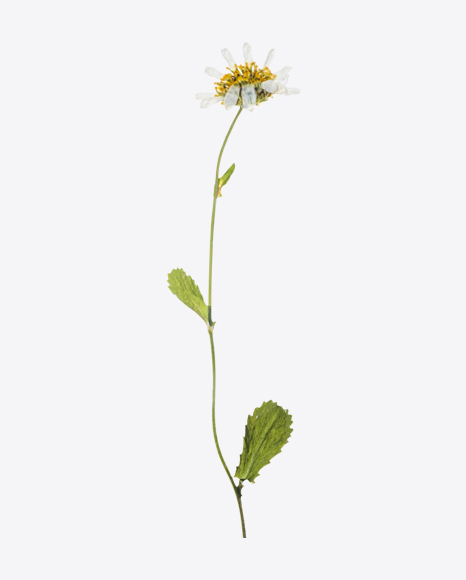 Dried Camomile Flower