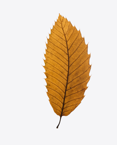 Yellow Dried Aspen Tree Leaf