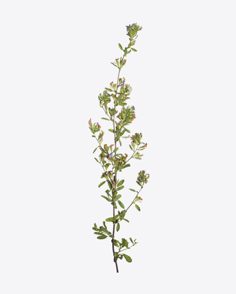 Dried Field Herb Branch