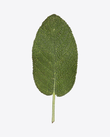 Sage Leaf