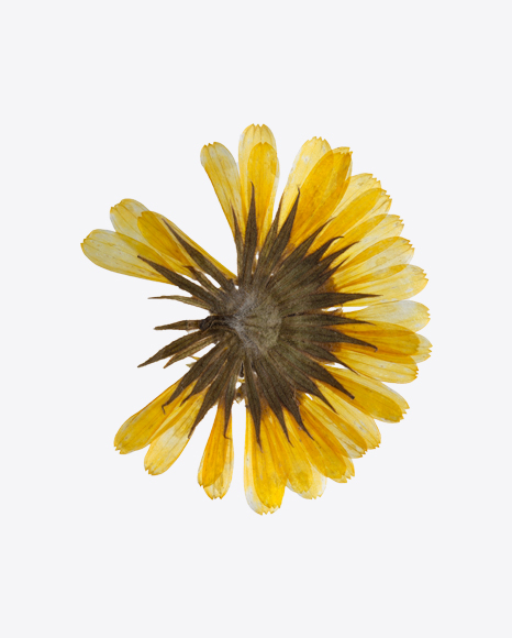Dried Yellow Flower