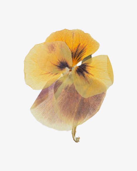 Dried Wild Pansy Flower
