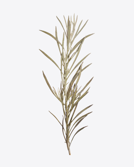 Helichrysum Plant Branch
