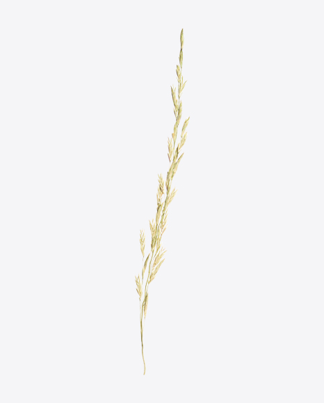 Grain Ear Branch