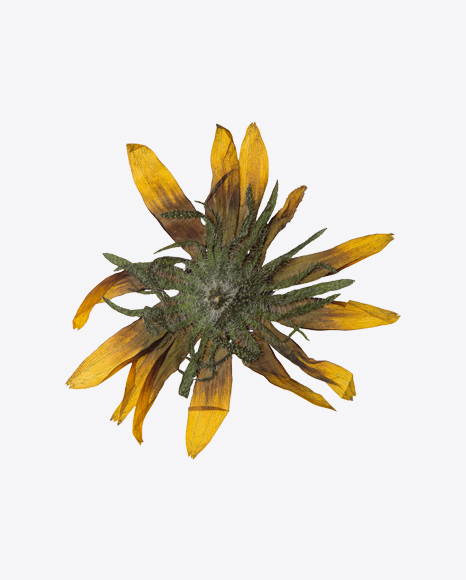 Dried Yellow Flower