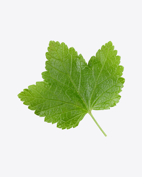 Currant Leaf PNG