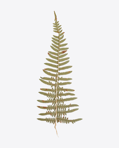 Dried Fern Branch