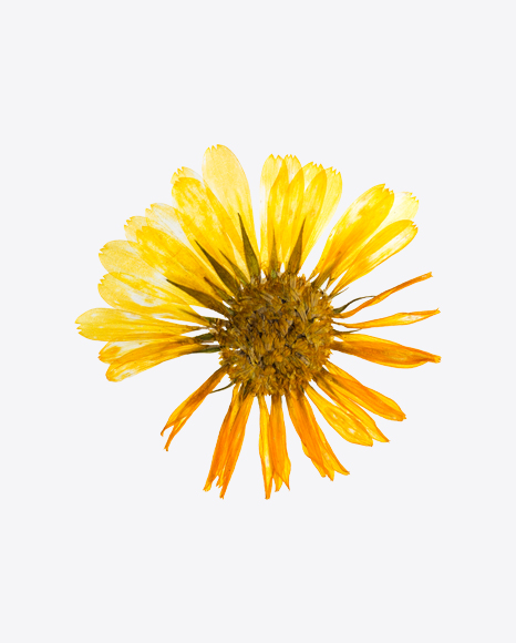 Dried Yellow Flower