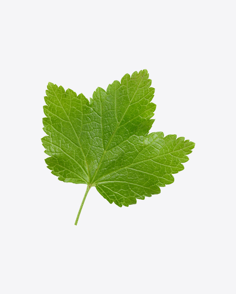 Currant Leaf PNG