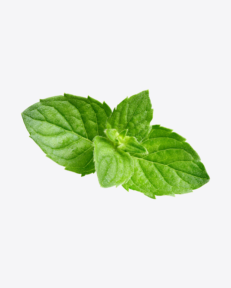Mint Leaves PNG