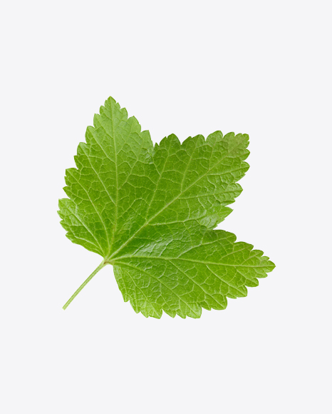 Currant Leaf PNG