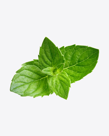 Mint Leaves PNG