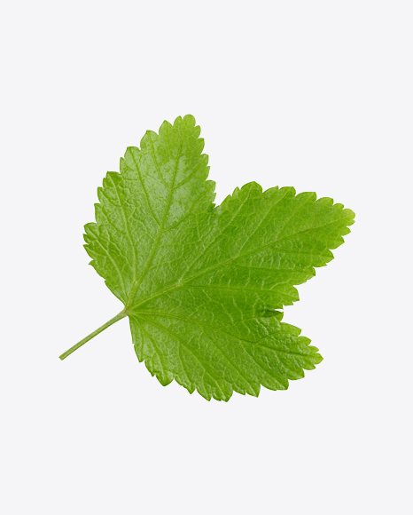 Currant Leaf PNG