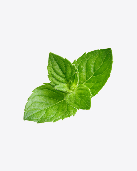 Mint Leaves PNG