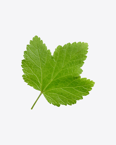 Currant Leaf PNG