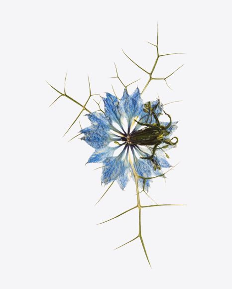 Dried Blue Flower