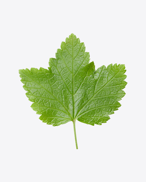 Currant Leaf PNG