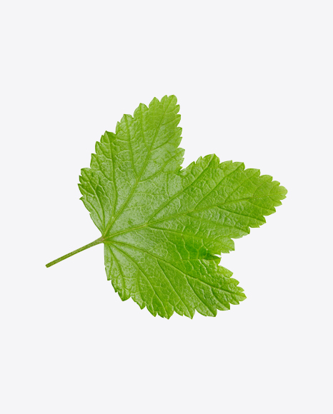 Currant Leaf