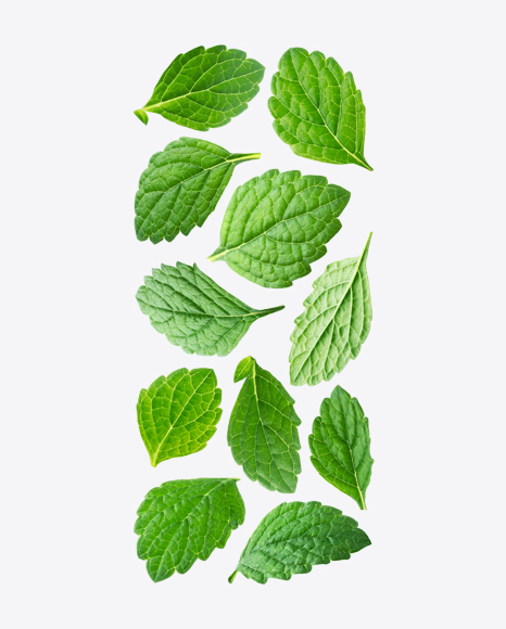 Mint Leaves PNG