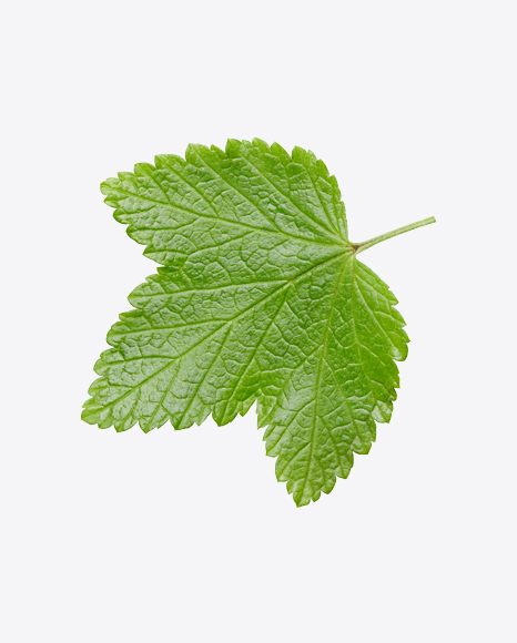 Currant Leaf PNG