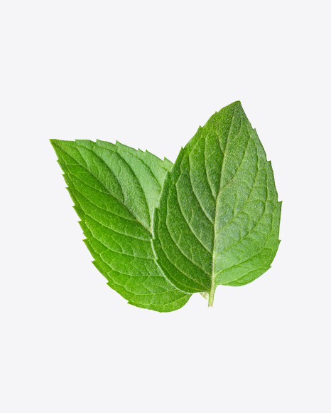 Mint Leaves PNG