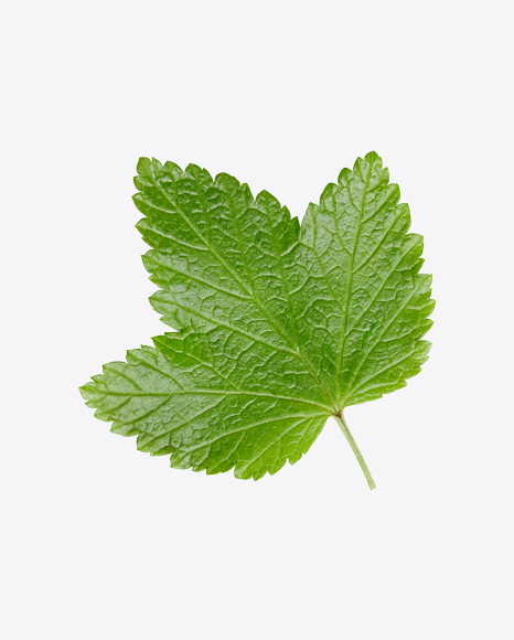 Currant Leaf PNG
