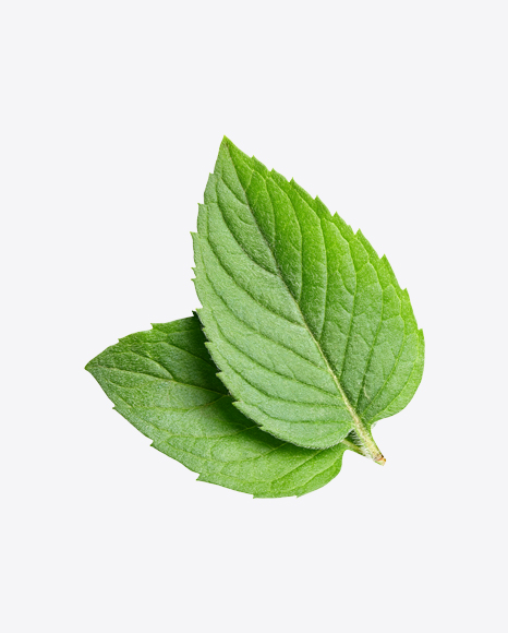 Mint Leaves PNG