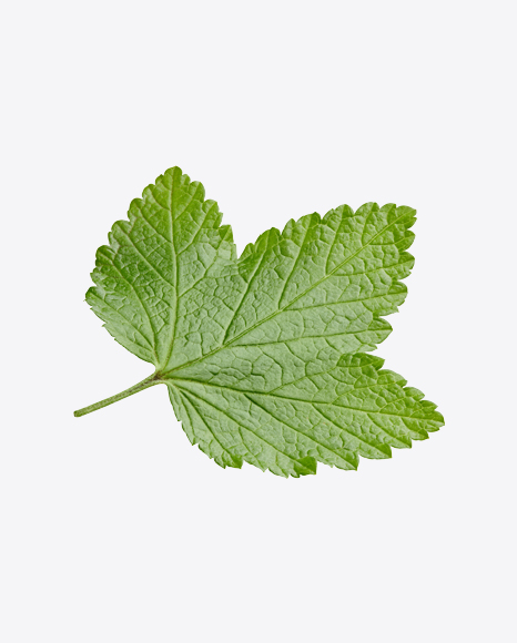 Currant Leaf PNG