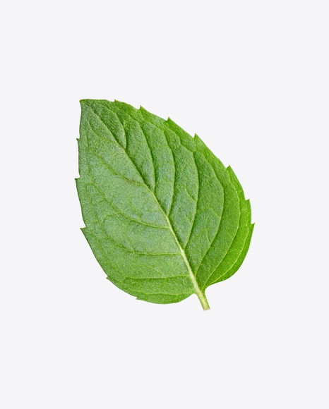 Mint Leaves PNG