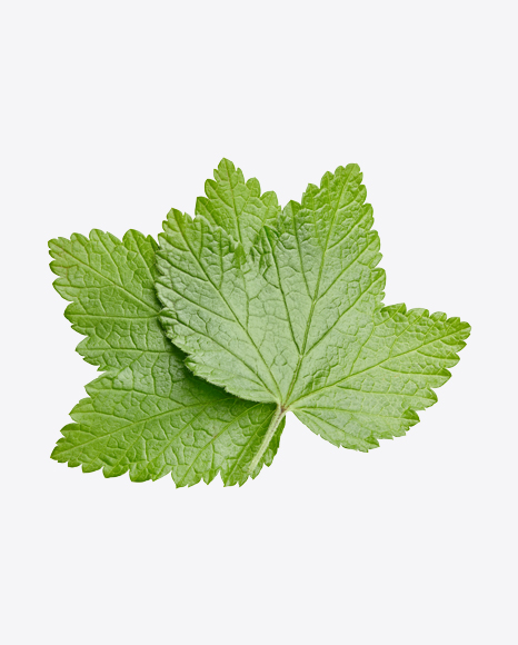 Currant Leaves PNG
