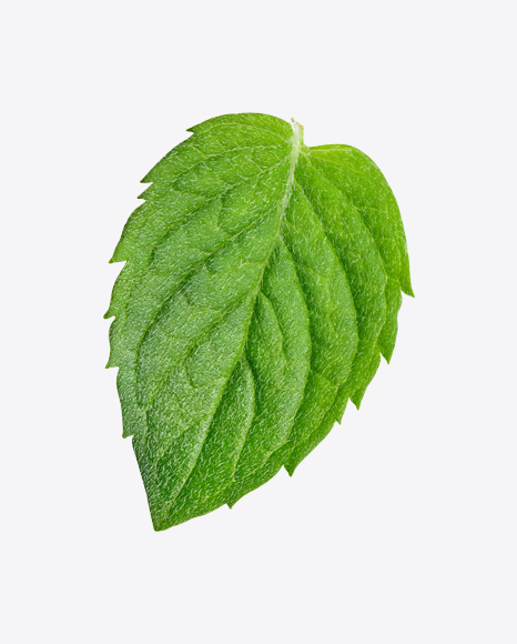 Mint Leaf PNG