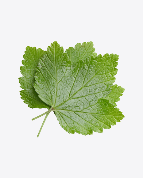 Currant Leaves PNG
