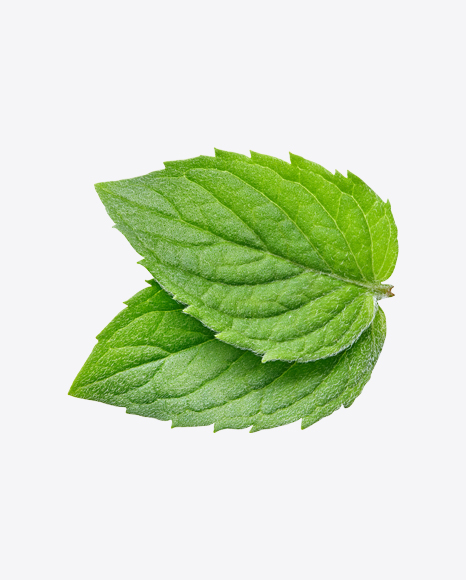 Mint Leaves PNG