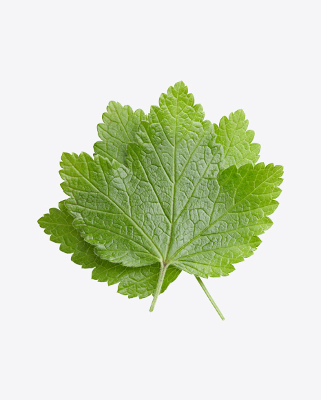 Currant Leaves PNG