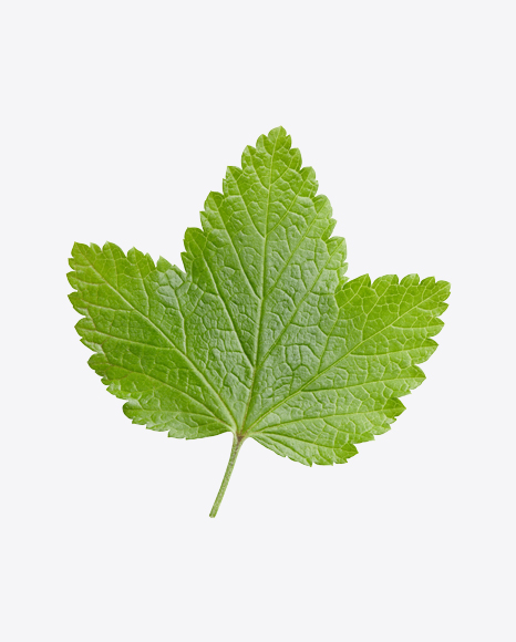Currant Leaf PNG