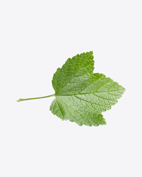 Currant Leaf PNG