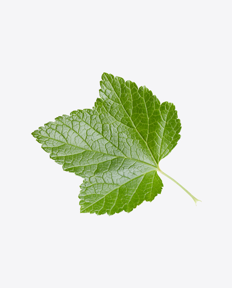 Currant Leaf PNG