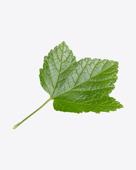 Currant Leaf PNG