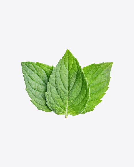 Mint Leaves PNG